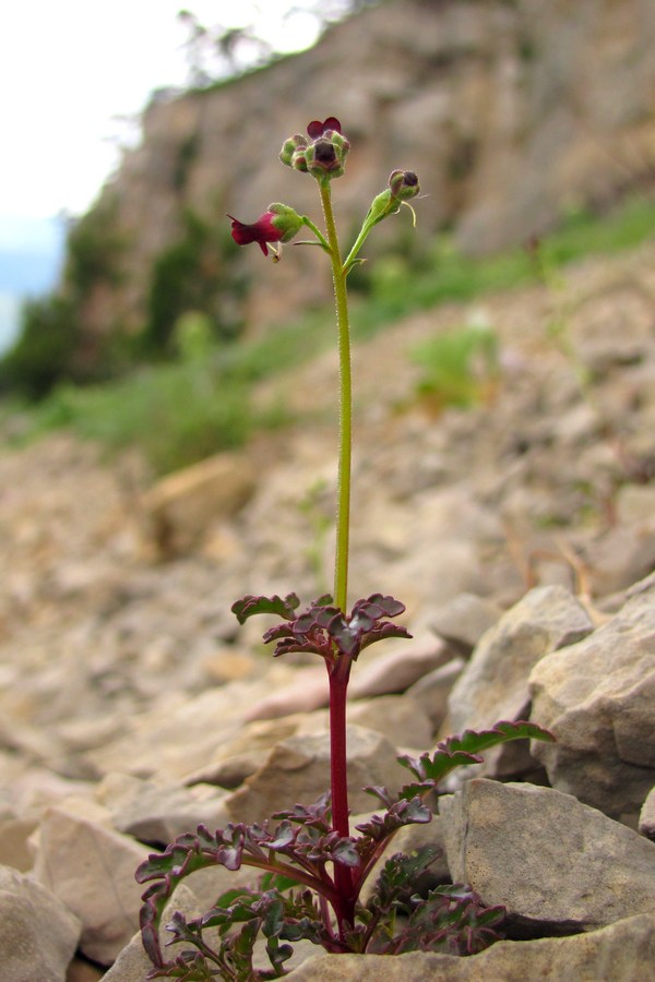 Изображение особи Scrophularia exilis.