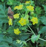 Bupleurum longifolium подвид aureum. Соцветие с кормящейся бабочкой. Казахстан, Восточно-Казахстанская область; Западный Алтай, скл. Ульбинского хребта, окр. с. Ушановское. 06.06.2012.