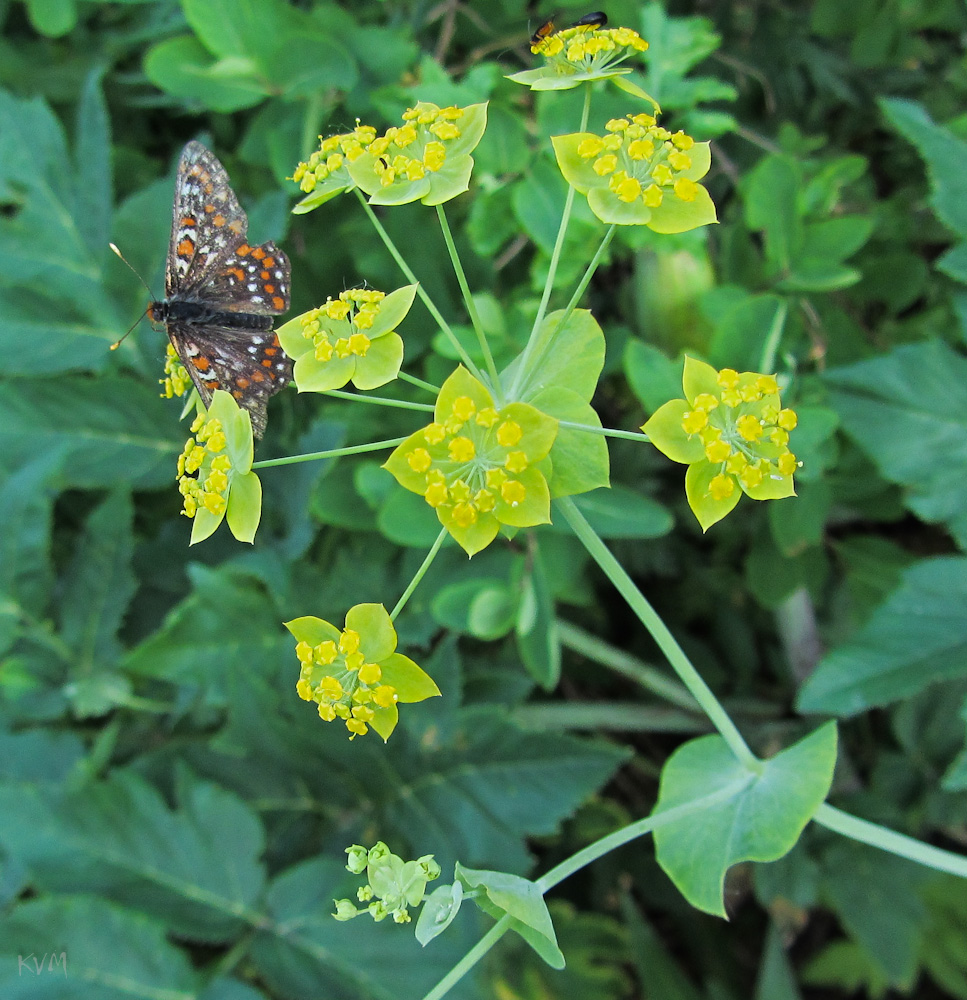 Изображение особи Bupleurum longifolium ssp. aureum.