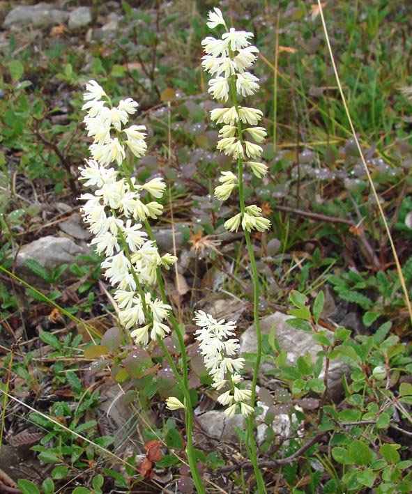 Image of Tofieldia cernua specimen.