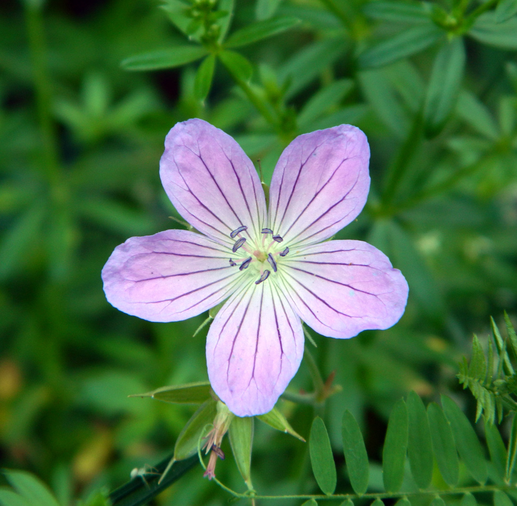 Изображение особи Geranium collinum.