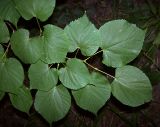 Tilia cordata