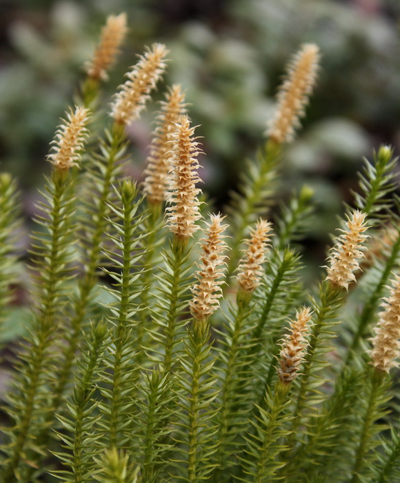 Изображение особи Lycopodium annotinum.
