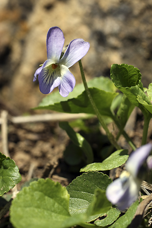 Image of Viola suavis specimen.