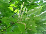 Castanea sativa. Ветка с соцветиями. Беларусь, г. Брест, мемориальный комплекс «Брестская крепость-герой». 30.06.2012.