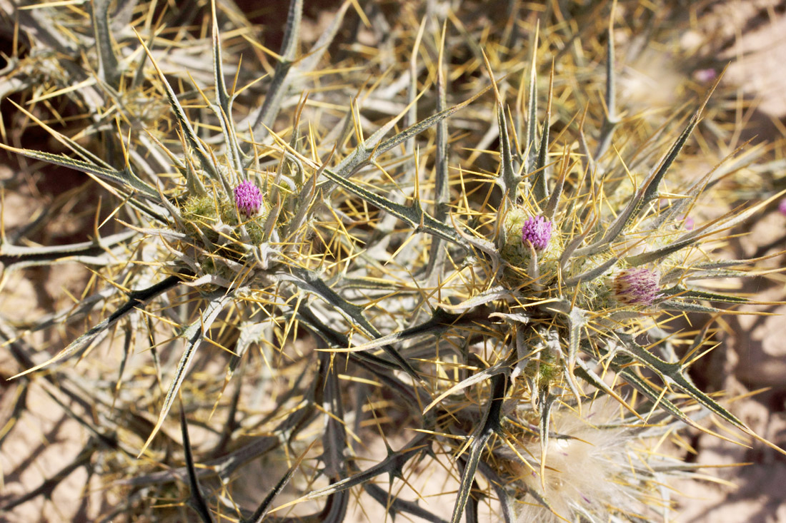 Image of Picnomon acarna specimen.