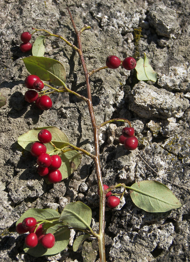 Изображение особи Cotoneaster racemiflorus.