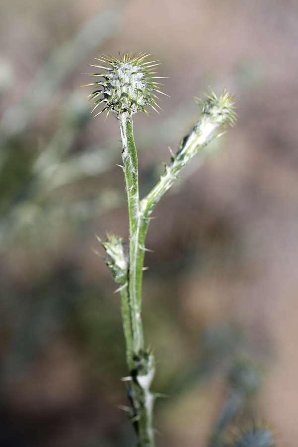 Изображение особи Cousinia perovskiensis.