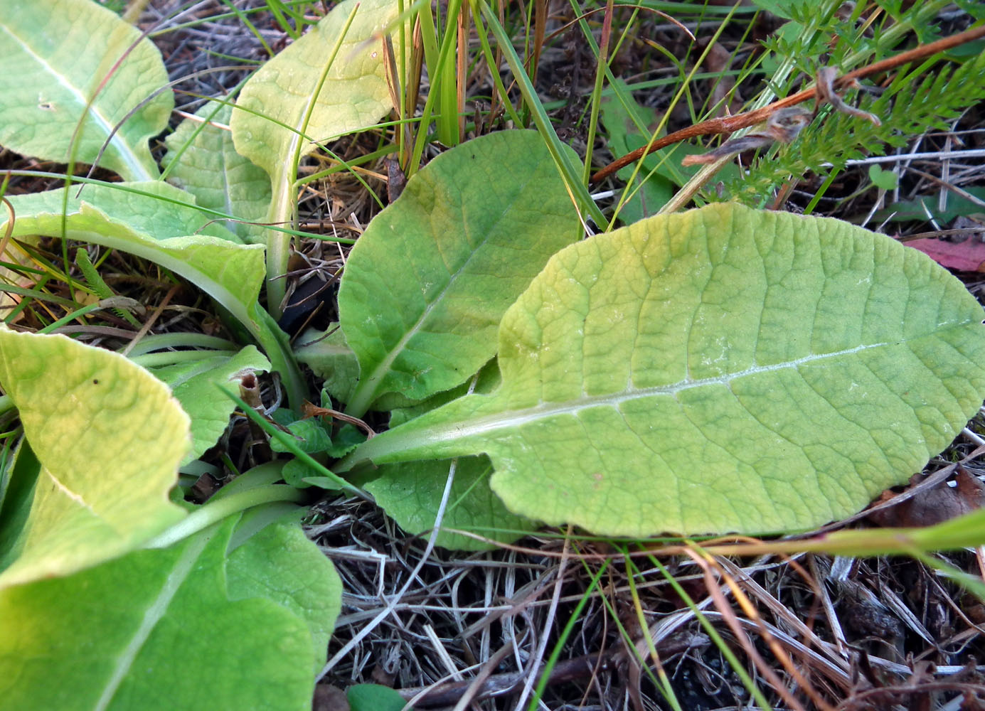 Image of Primula macrocalyx specimen.