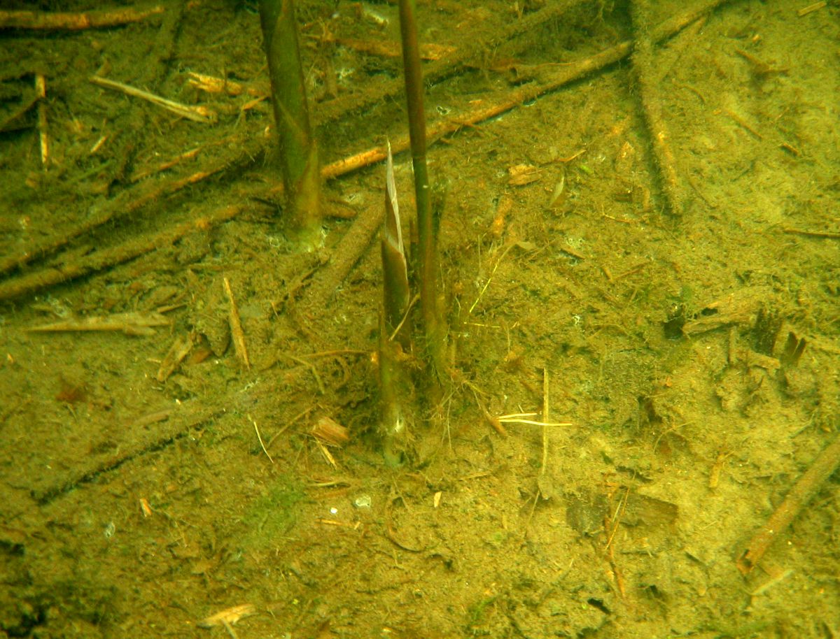 Изображение особи Phragmites australis.