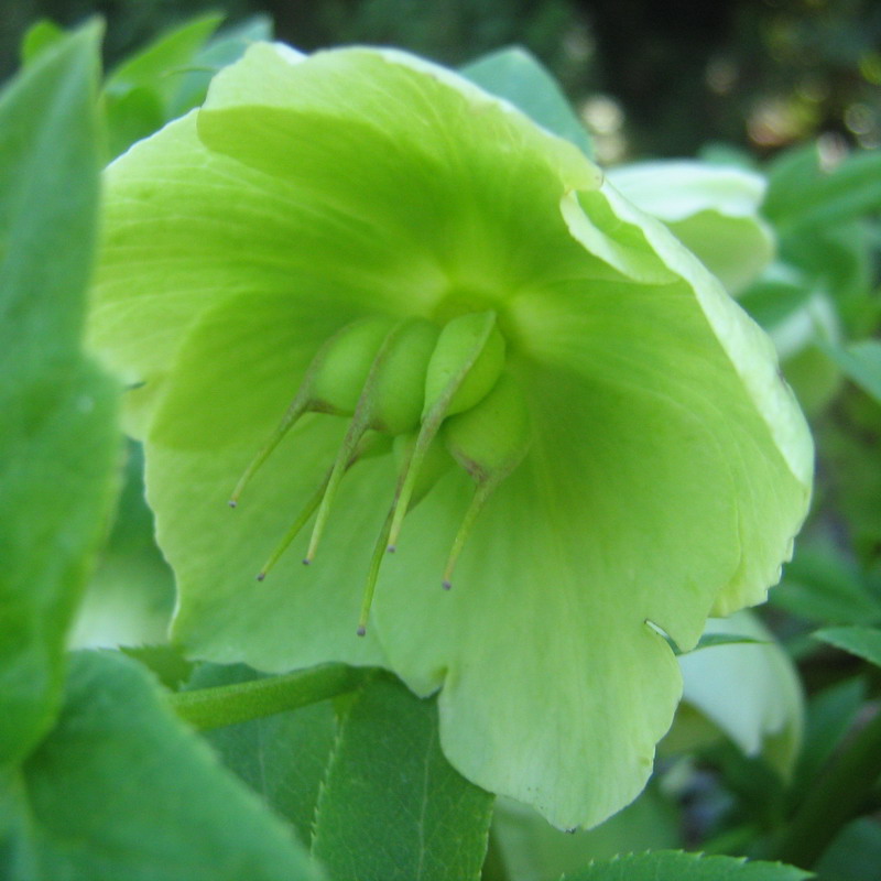 Изображение особи Helleborus caucasicus.