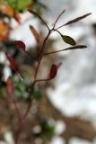 Draba hispida