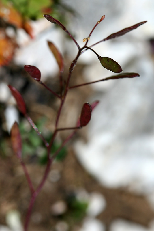 Image of Draba hispida specimen.