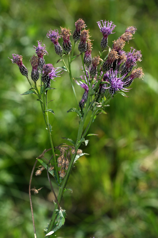 Image of Serratula tinctoria specimen.