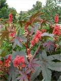 Ricinus communis. Верхушка цветущего растения. Москва, музей-заповедник Коломенское. 05.08.2012.