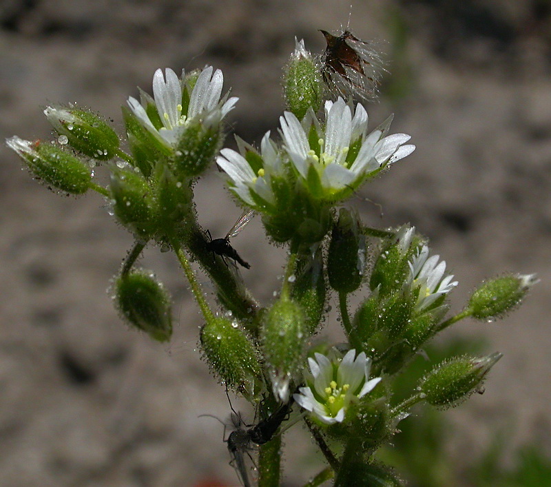 Image of Cerastium semidecandrum specimen.