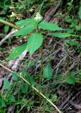 Impatiens parviflora