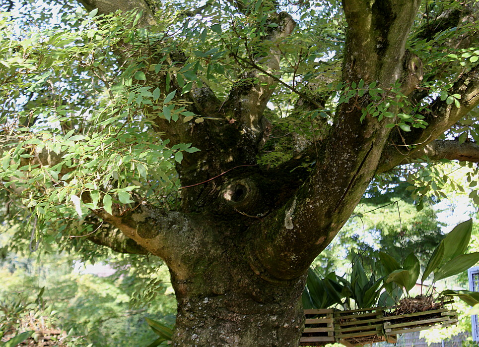 Изображение особи Fraxinus ornus.