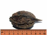 Juglans cinerea × J. cordiformis