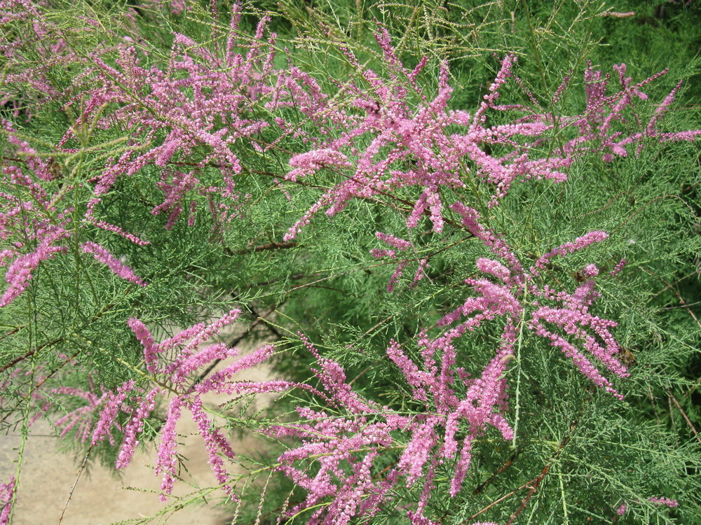 Image of Tamarix ramosissima specimen.