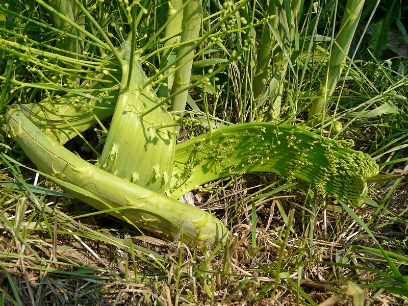 Изображение особи род Asparagus.
