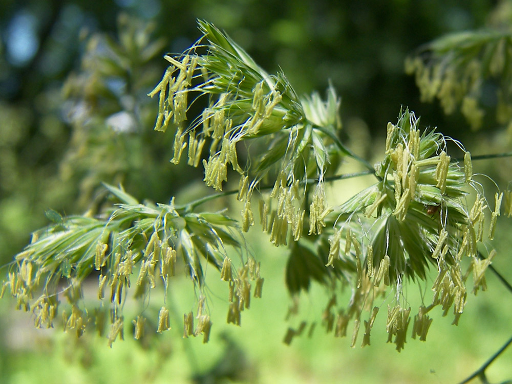 Изображение особи Dactylis glomerata.