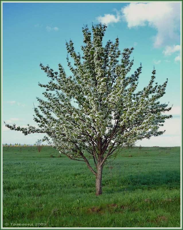 Image of Pyrus pyraster specimen.