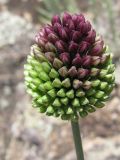 Allium sphaerocephalon