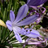 Agapanthus africanus. Цветок. Португалия, Обидуш. 16.07.2012.