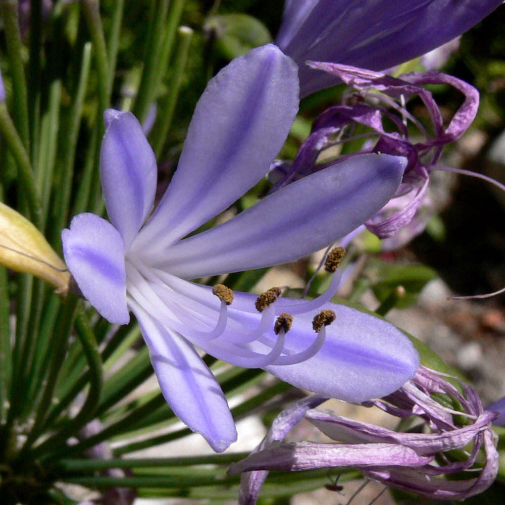 Изображение особи Agapanthus africanus.