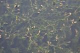 Potamogeton perfoliatus