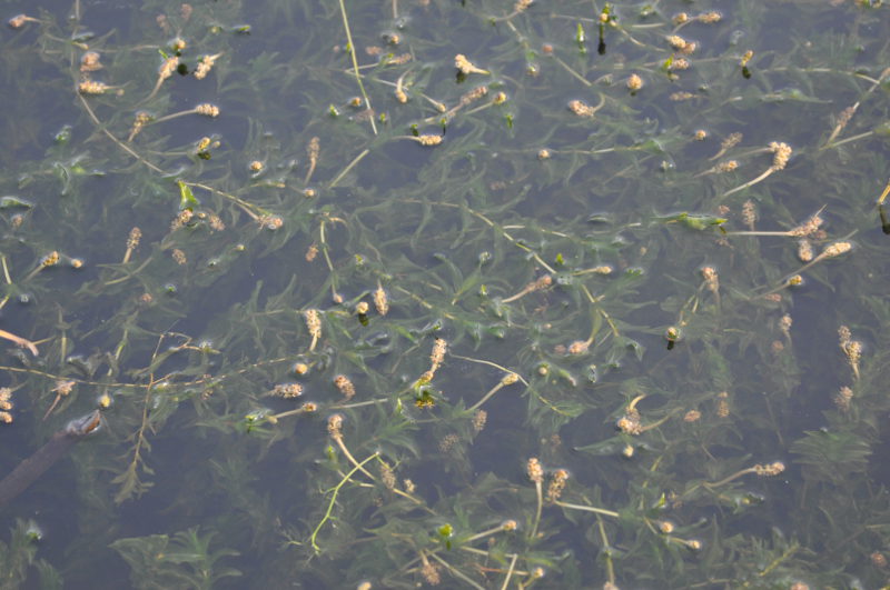 Изображение особи Potamogeton perfoliatus.