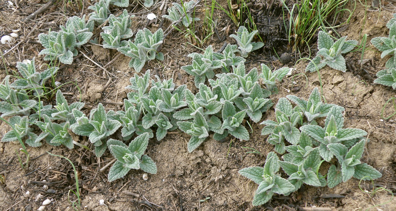 Image of Nepeta parviflora specimen.