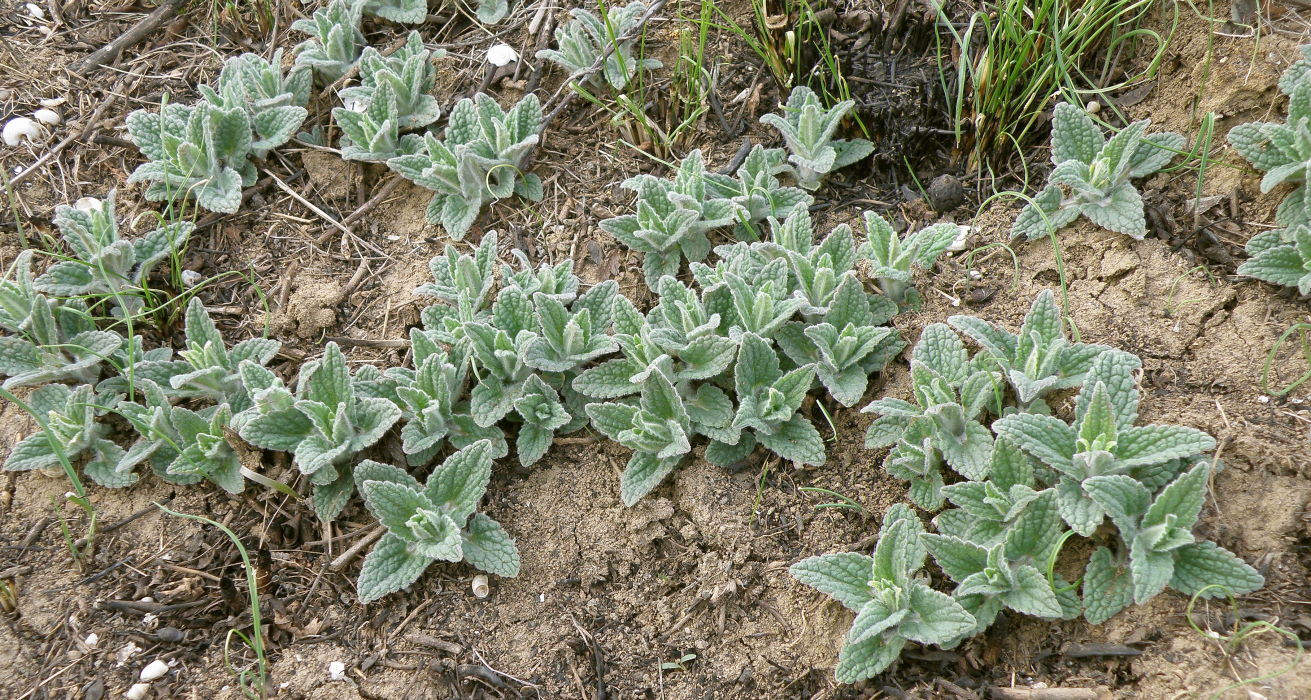 Изображение особи Nepeta parviflora.