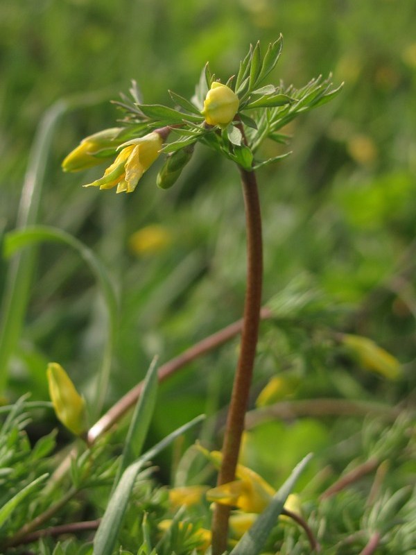 Изображение особи Hypecoum procumbens.