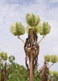 Fritillaria imperialis