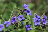 Aegonychon purpureocaeruleum