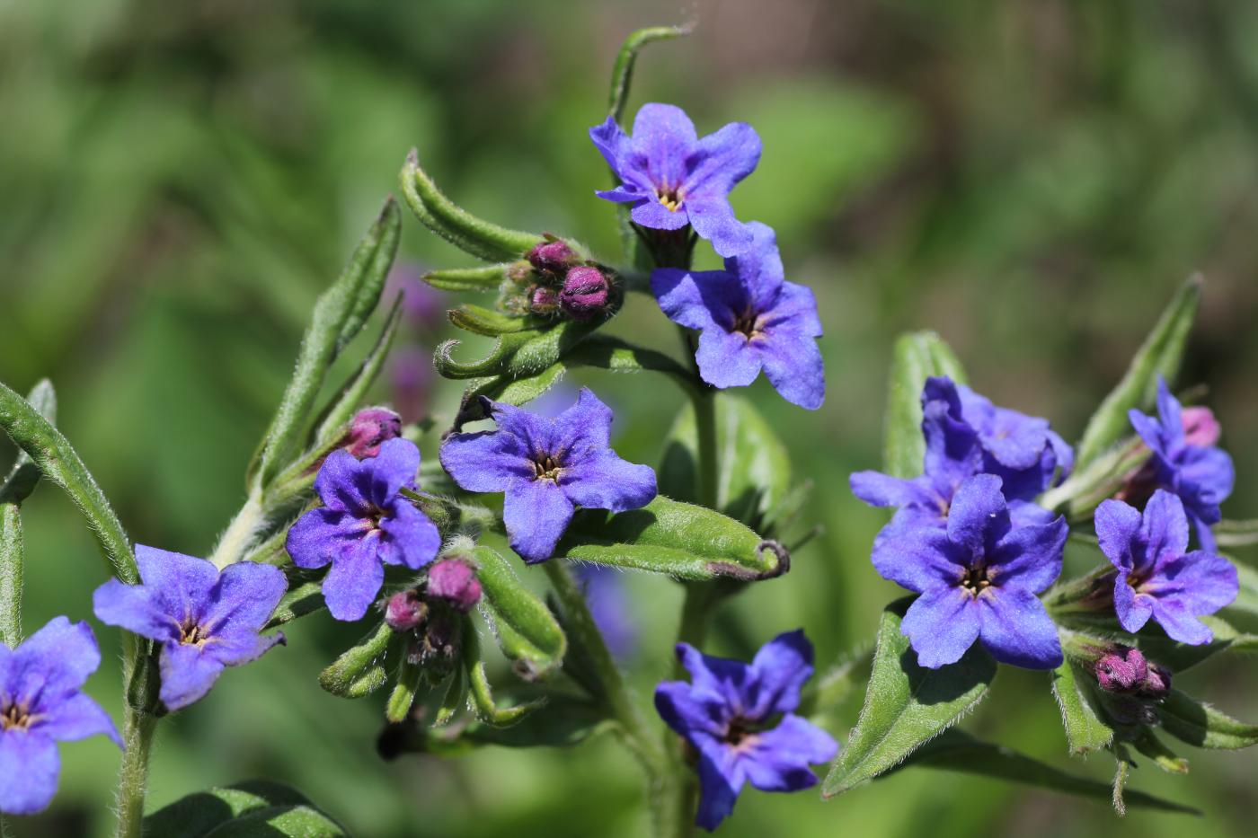 Изображение особи Aegonychon purpureocaeruleum.