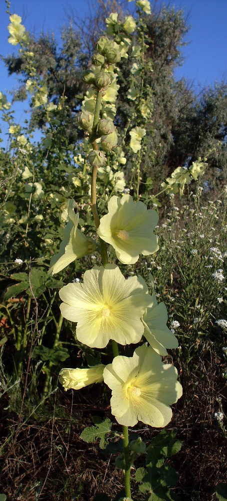 Изображение особи Alcea rugosa.