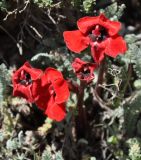 Phelypaea tournefortii. Цветки. Армения, Вайоц Дзор, окр. монастыря Спитакавор. 02.05.2013.