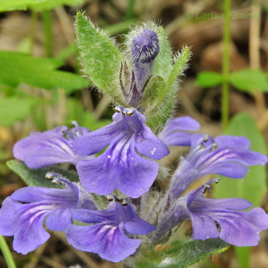 Image of Ajuga multiflora specimen.