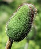 Papaver orientale