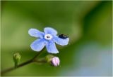 Brunnera sibirica