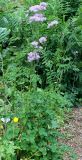 Thalictrum aquilegiifolium