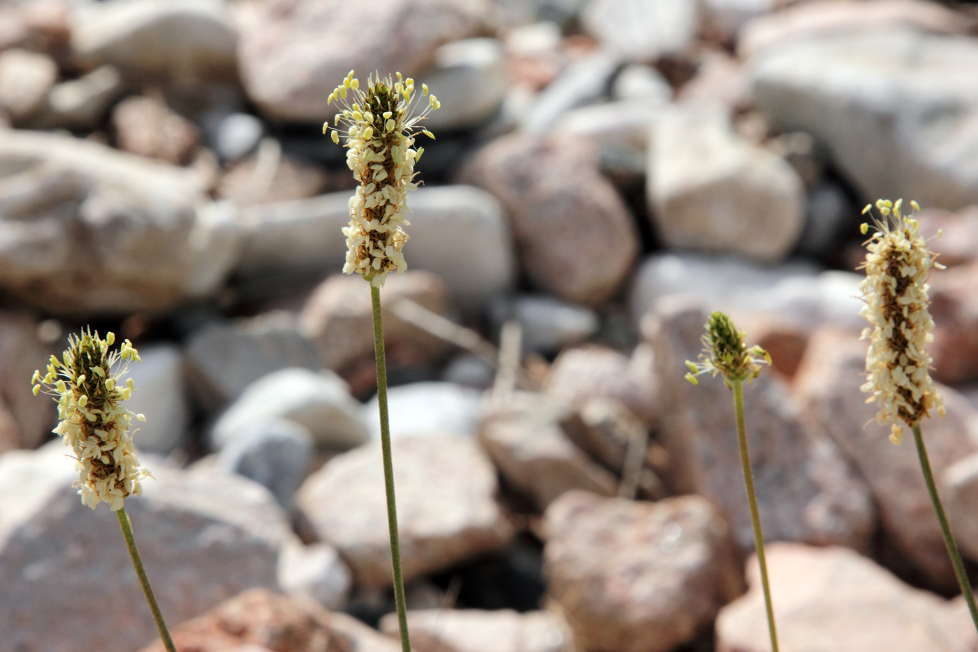 Image of Plantago lanceolata specimen.