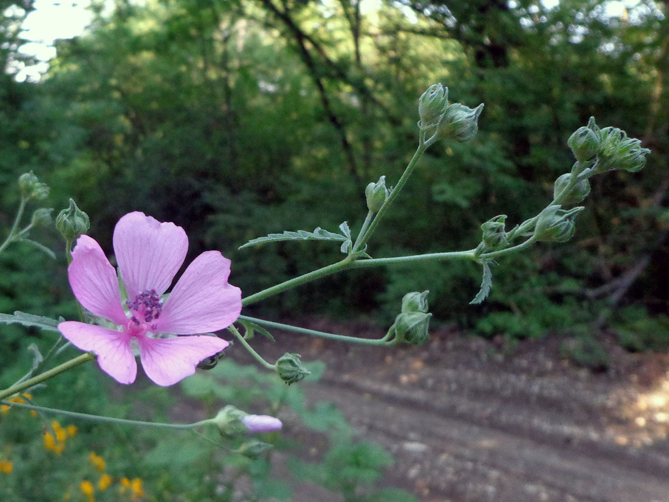Изображение особи Althaea cannabina.