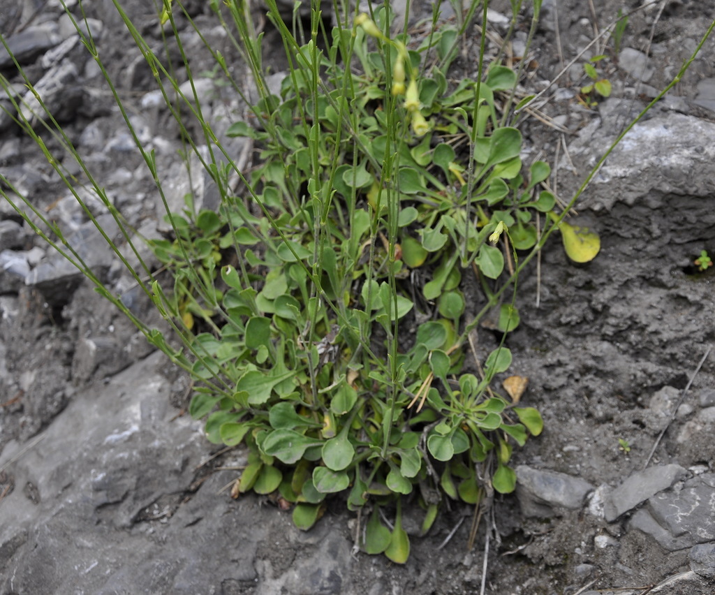 Изображение особи Silene oligantha.