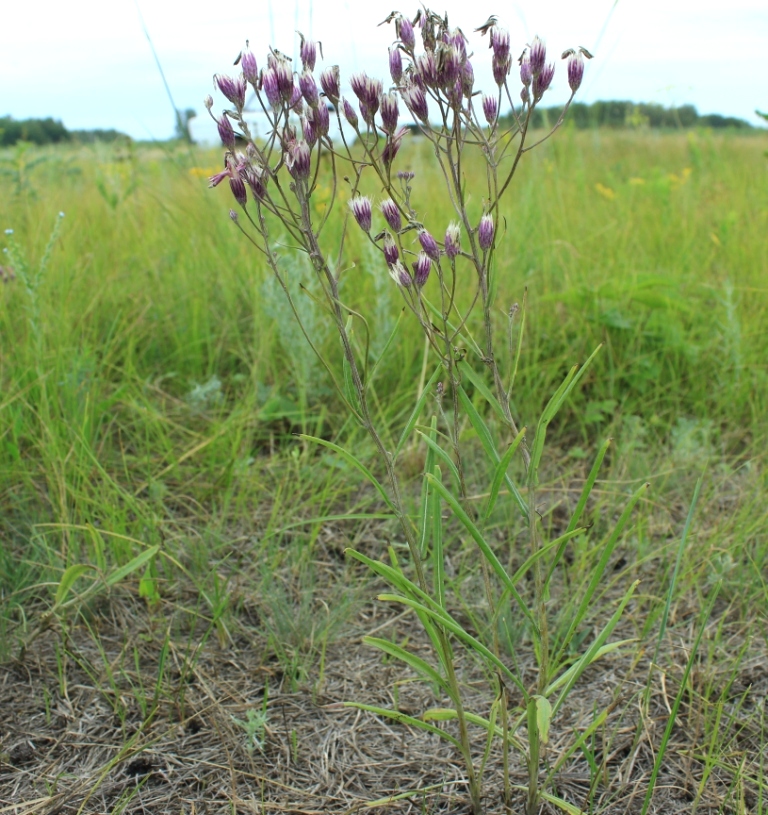 Image of Jurinea multiflora specimen.