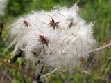 Clematis vitalba