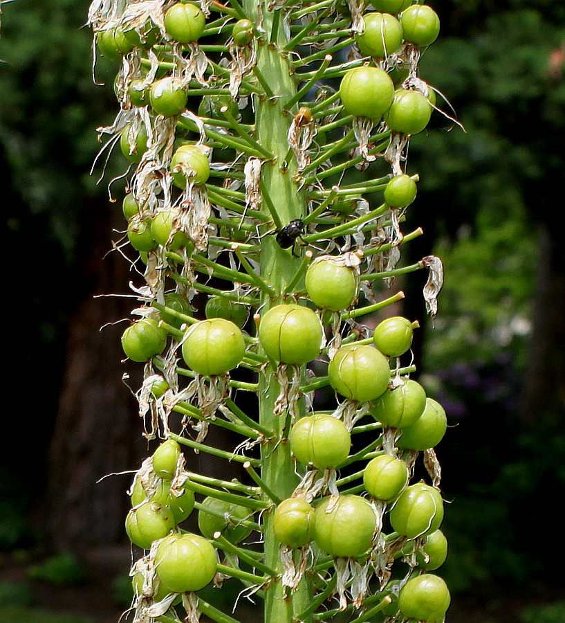 Изображение особи Eremurus himalaicus.